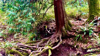 Tree Roots Suspended Over a Dry Riverbed Natures Amazing Balance in Washington nature forest [upl. by Houser]