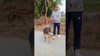 पिल्ला लेने से पहले ये जान ले dogytshorts subscribe youtubeshortstrendingshorts viralshorts [upl. by Tybi712]