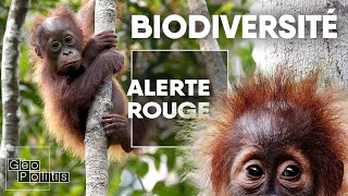 Biodiversité lextinction de masse  Géopolitis [upl. by Nahtiek]