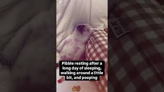 All pibble does is work🙏 pibblelife gmail cutepuppy frenchbull frenchbulldog [upl. by Kimmel]