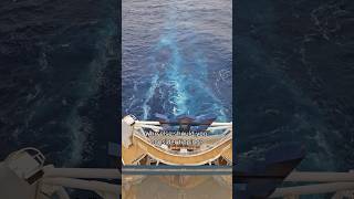 Cruise Ship Tips amp Gratuities Guide [upl. by Ashatan]