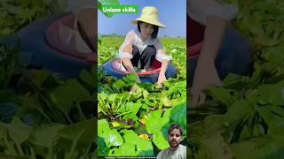 Thailand water chestnut farms  shorts chestnut asmr facts [upl. by Yanttirb278]