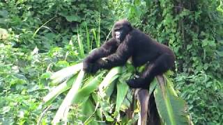 Gorilla Observations [upl. by Kamerman]