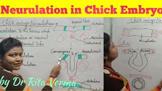 Neurulation in Chick Embryo  proteins help in neurulation for BSc Msc UPSCNEET [upl. by Tierell]