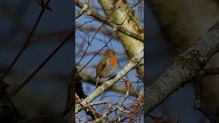 European robin singing chirping Rødstrupe sang Rotkehlchen gesang Roodborst geluid shorts p1000 [upl. by Atsirtal863]