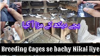 breeding Cages se breeder beachy Nikal liye dekh k Maza AA gya nadeemahmadali2954 [upl. by Boaten]