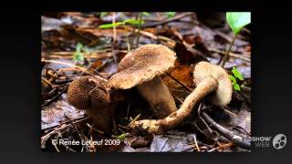 Inocybe lanuginosa  fungi kingdom [upl. by Devine928]