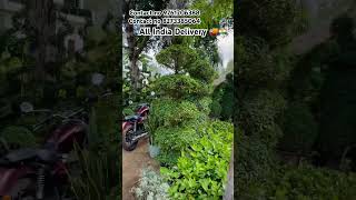 Carmona spiral plant 🪴 spiral nursery garden decorationplants gajraulanursery gajraula tree [upl. by Socem734]