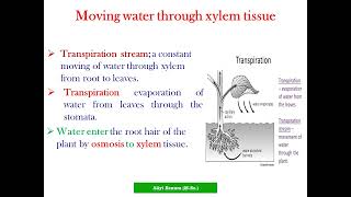 Biology Grade 10 Unit 4 Food makig and Growth in plants Tutorial Part Three [upl. by Glen]