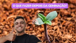 O que fazer depois da germinação da semente [upl. by Cheyne]