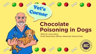 Chocolate Poisoning  Vets Corner with Dr Jerry Klein [upl. by Carbone]