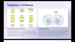 Meiosis  Reductional division class1011 neet icse cbse bseb [upl. by Adrian]