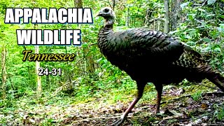 Appalachia Wildlife Video 2431 of As The Ridge Turns in the Foothills of the Smoky Mountains [upl. by Bracci475]