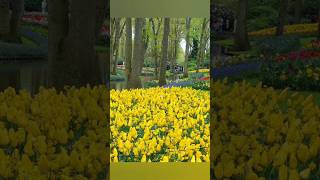 Keukenhof gardens 2024 lisse netherlands keukenhofgardens shorts ytshorts 2024 new trending [upl. by Odlopoel465]