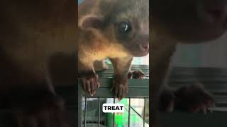 Why Kinkajous Love Honey and Have Prehensile Tails animals wildanimalfacts babyanimals [upl. by Gerger594]