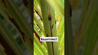 Coconut Tree Insect Pest Brontispa😲😲😲😲😲 dwarfcoconut [upl. by Newsom158]