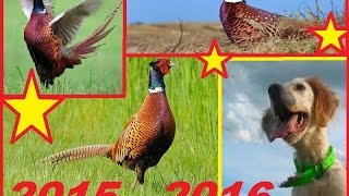 chasse de 3 faisans sauvage avec setter anglais 2015 2016 [upl. by Amero836]