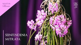 Vanda Orchid Seinfindenia Mitrata [upl. by Onaireves]