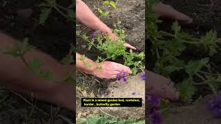 Planting Verbena Plants shorts [upl. by Hairabez]