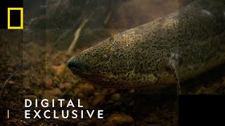 The African Lungfish  National Geographic UK [upl. by Tarazi243]