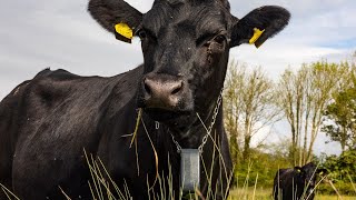 Cows controlled with GPS tracker which plays Waltzing Matilda  SWNS [upl. by Naehs]