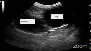 DIPLOMADO EN ULTRASONOGRAFÍA DE CANINOS Y FELINOS CURSOURGENCIA EN CAVIDAD ABDOMINAL DE CANINOS Y [upl. by Strong]