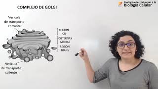 27 Biología celular Golgi Endosomas Lisosomas [upl. by Alhahs457]