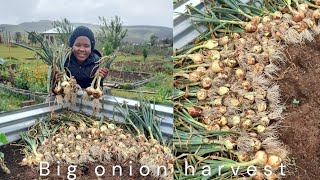 Big onion harvestCutworms amp rain countrylife harvest onionharvest onions ruralliving farming [upl. by Nohshan]