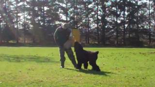 Black Russian Terrier in Schutzhund Protection training [upl. by Johnsson]