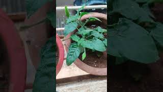 🔶अबोली 🔶blooms on my crossandra plant [upl. by Grishilda]