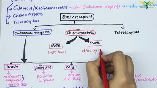 Receptors and Exteroceptors  Physiology  Types  Fibers  properties  Part  13 [upl. by Nywnorb]