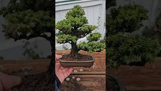 Cryptomeria japonica Shohin bonsai shohinbonsai shohin [upl. by Otreblon]