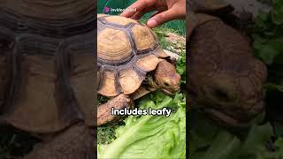 Tortoise Care 101 A Quick Guide 2024 [upl. by Serilda826]