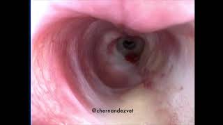 Tracheal stenosis in a dog [upl. by Anawyt855]