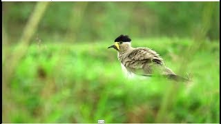 Yellow Wattled Lapwing Ground Call by Saikat Adhurya [upl. by Remmus281]