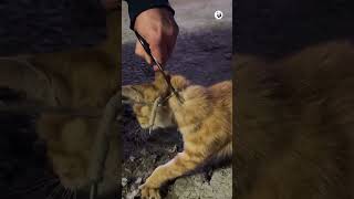 Urgent Rescue Saving a Cat from a LifeThreatening Choke 🚨😱 [upl. by Ymaj]