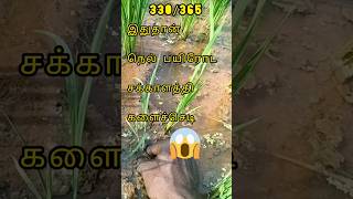 330365🙀 இந்த களைச்செடிதான் நெல் பயிரோட சக்காளத்தி களைச்செடி shorts agriculture senganthal agri [upl. by Lewendal]