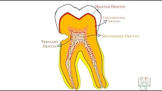 Classification of Dentin [upl. by Bills167]