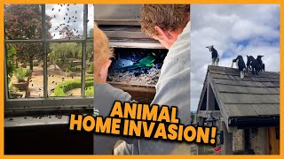 This Isnt Your House Animal Home Invasions 😲 compilation  PAWSOME PETS [upl. by Nirok]