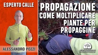 Come moltiplicare le piante per propaggine [upl. by Inah]