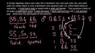 How to determine genotype by phenotype [upl. by Novanod]