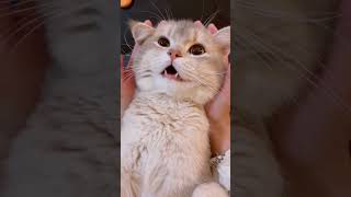 funny katten catfunny youtubeshorts ketten catvideos pets kettens funnycatvideos [upl. by Eerak]