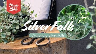 How does Dichondra Silver Falls grow What does it look like [upl. by Darken]