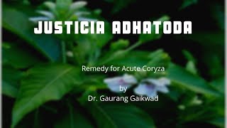 Justicia Adhatoda Remedy for acute Coryza by Dr Gaurang Gaikwad [upl. by Allissa]