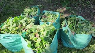 Waging War Against the Stinging Nettle [upl. by Rees]