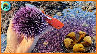 How sea urchins are born The journey from sea to table  harvesting sea urchins [upl. by Hallvard]