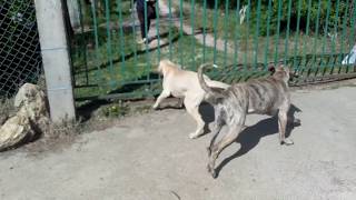 Fila Brasileiro guarding Harakhan kennel [upl. by Elletse]