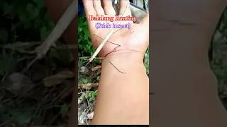 Ranting Berjalan” Phasmatodea Belalang Rantingstick insect [upl. by Dnomse968]