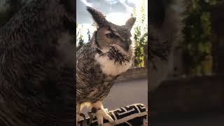 Great horned owl hooting owl owls animals wildlife adventure explore birds [upl. by Rudwik284]