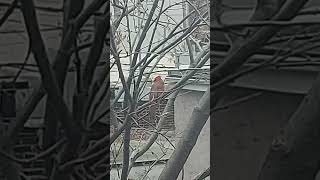 CARDINAL ROUGE nature birdsoiseaux wildlife rouge [upl. by Kiran934]